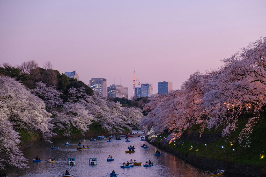 Boats on a canal surrounded by cherry blossoms in full bloom at sunset in Tokyo, with city skyscrapers in the background.